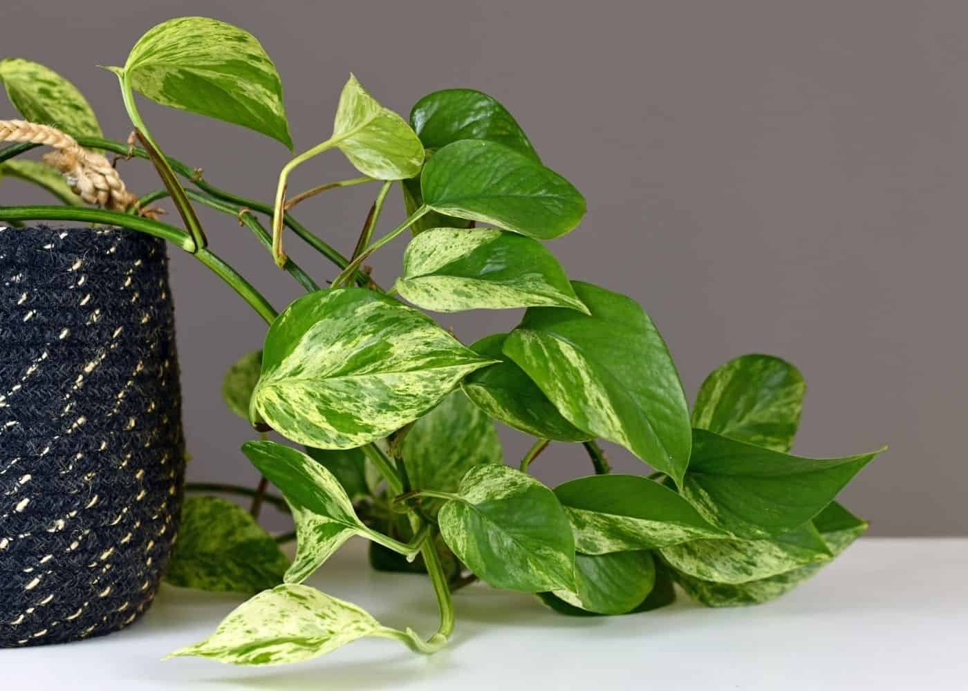 Care Guide: Pothos