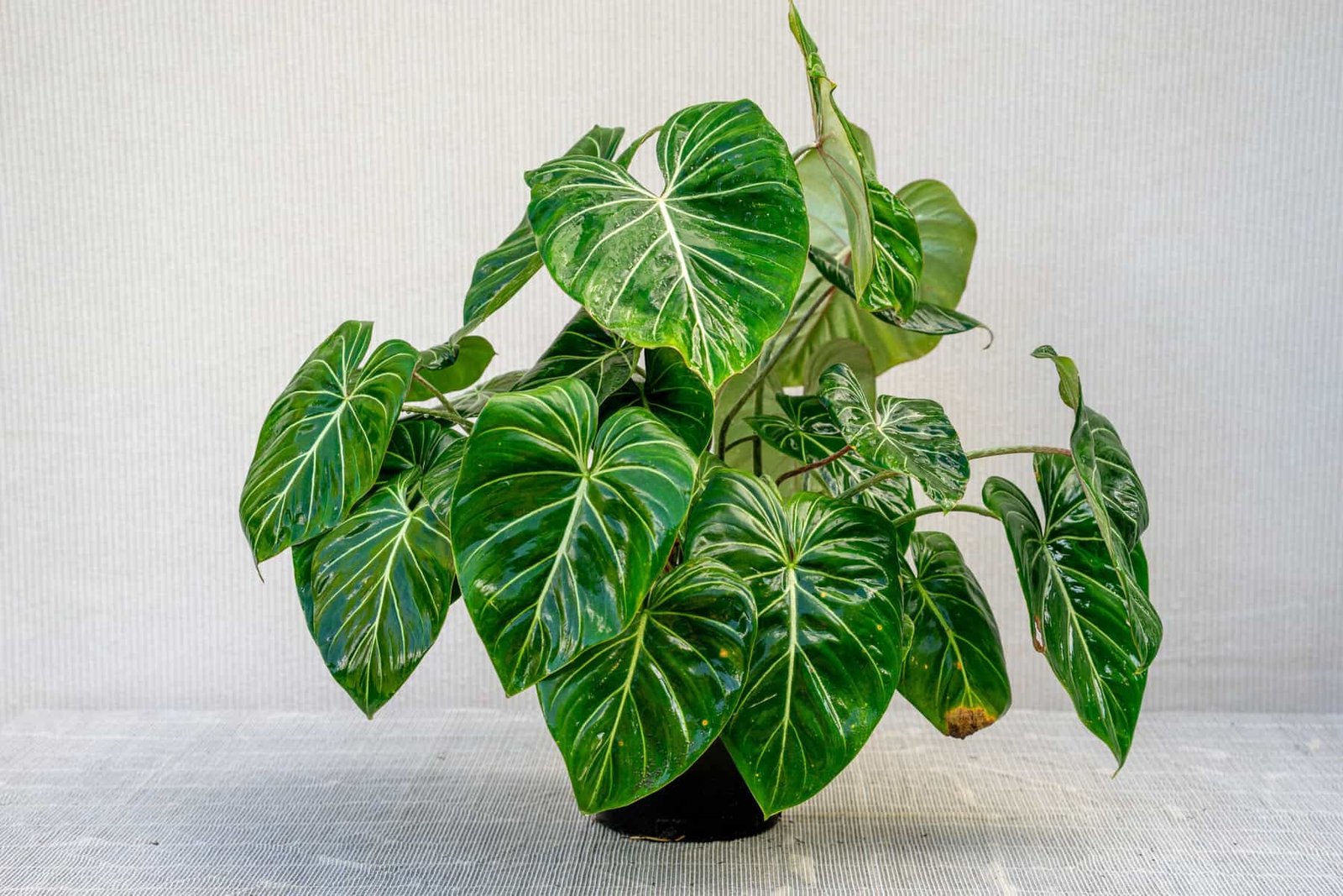 Care Guide: Philodendron