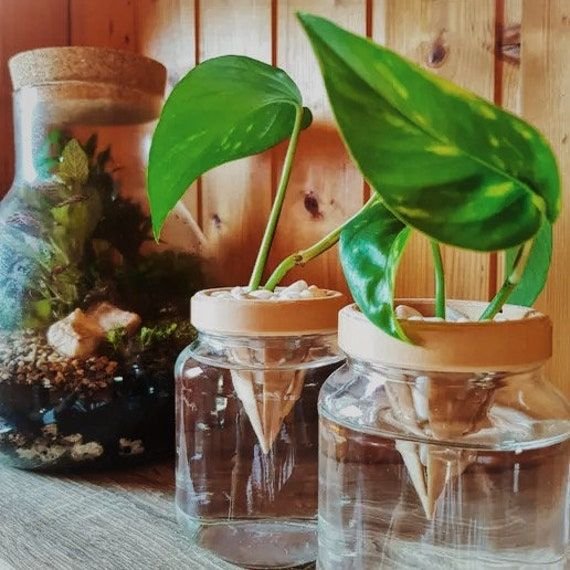 Essential Guide to House Plant Propagation