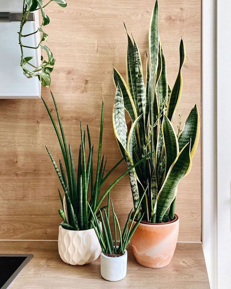 Care Guide: Snake Plant
