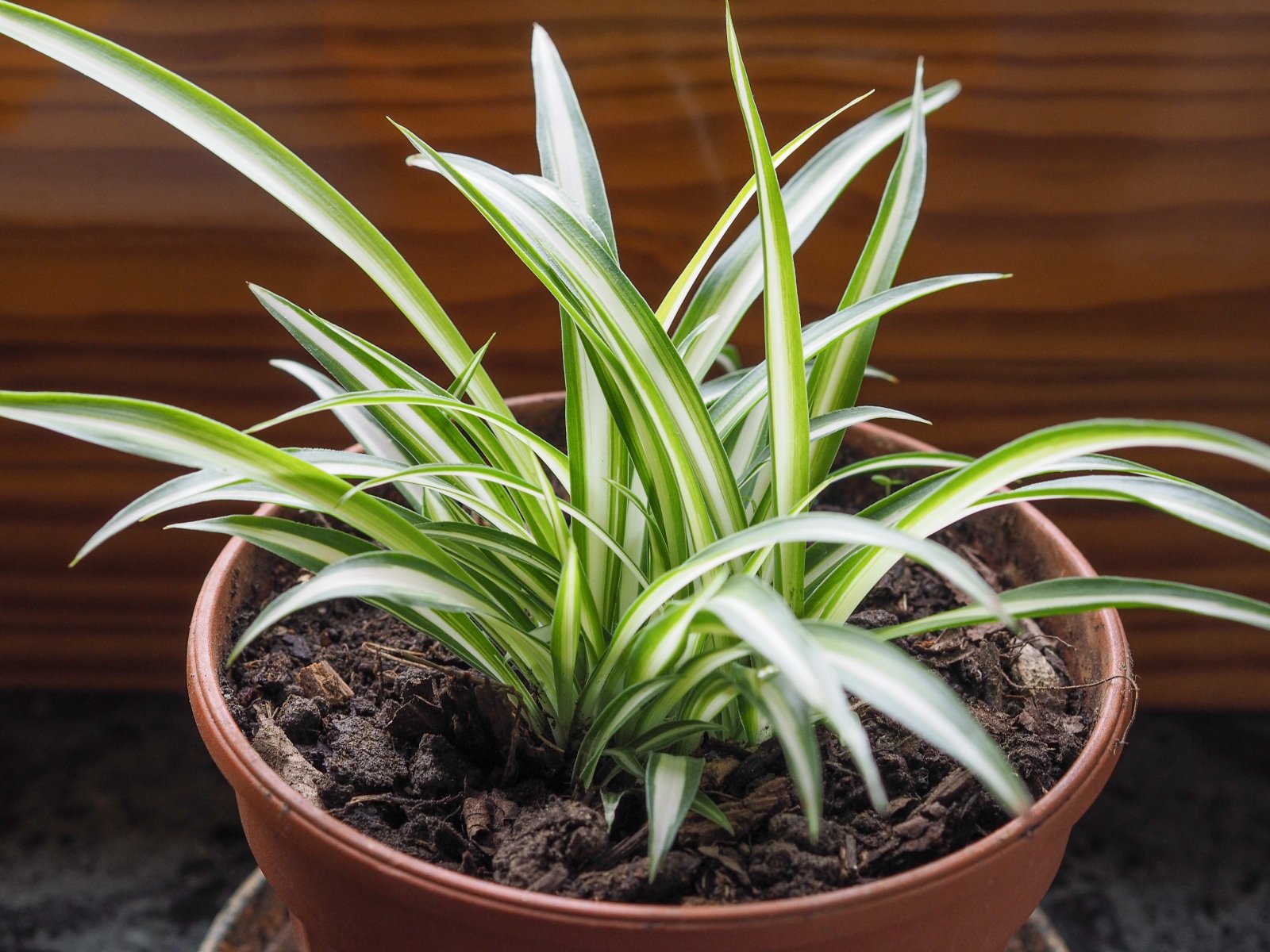 Care Guide: Spider Plant