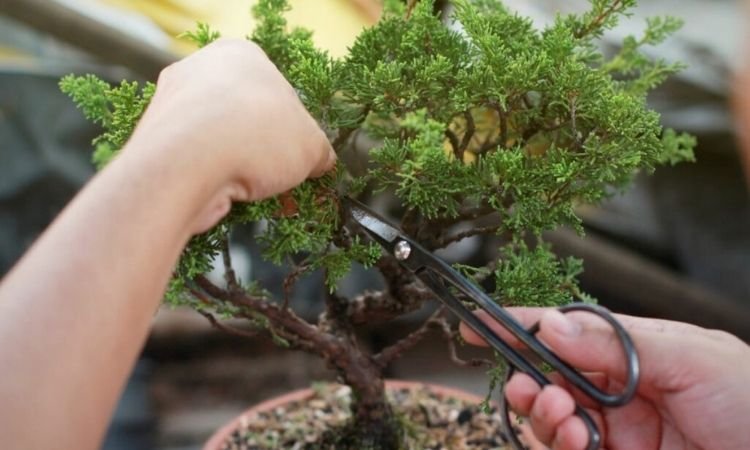 Pruning and Propagating: When, Why, and How to Do It Like a Plant Whisperer