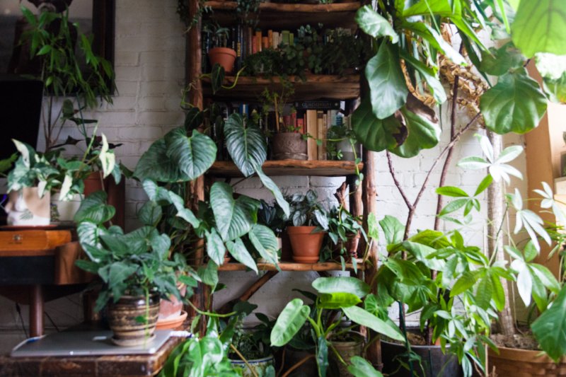 How to Create Your Own Personal Indoor Jungle