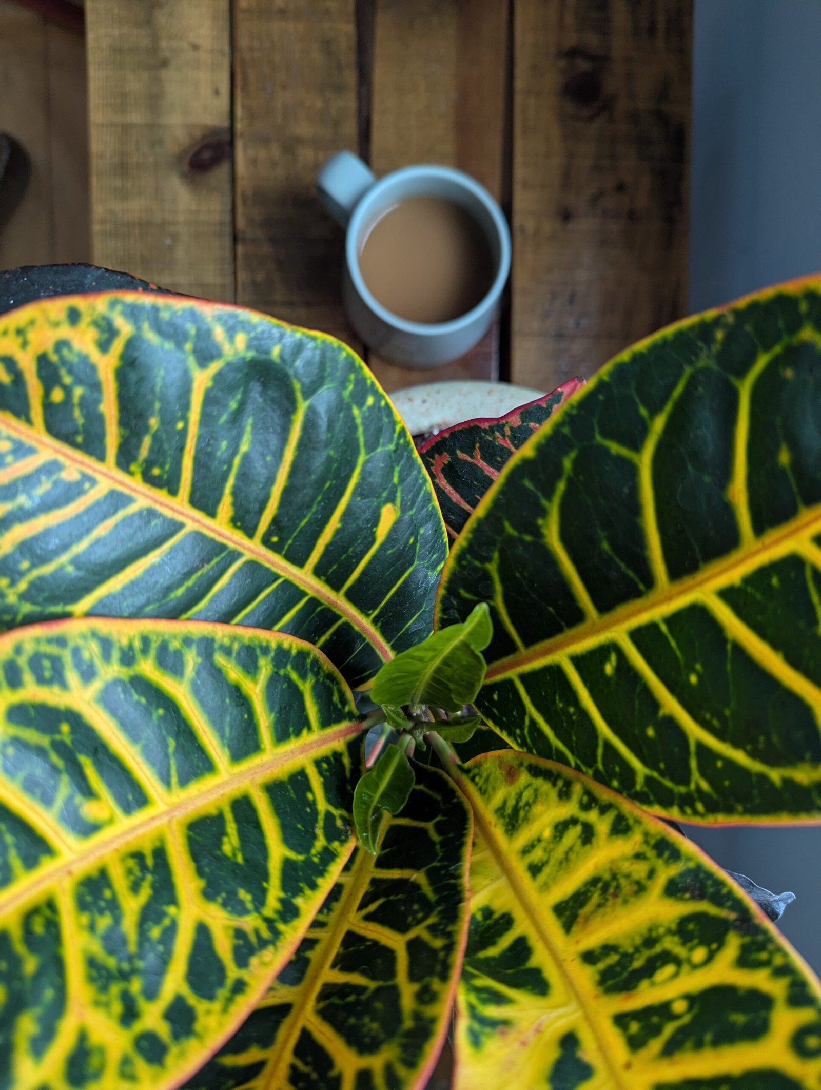 Top Three Common Houseplant Problems and how to Fix Them